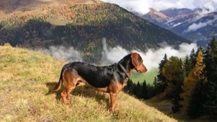 Tyrolean Hound Dog photo