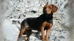 Tyrolean Hound Dog photo