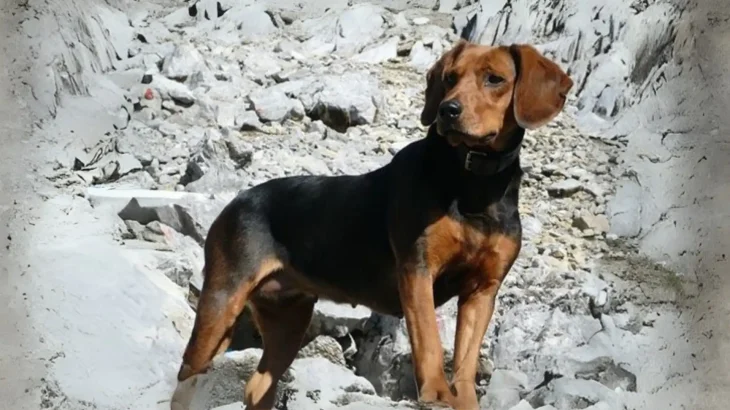 Tyrolean Hound Dog photo
