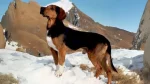 Tyrolean Hound Dog photo