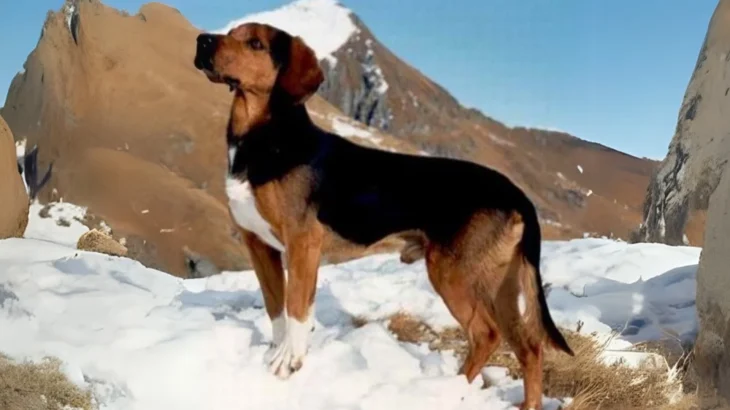 Tyrolean Hound Dog photo