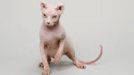 Ukrainian Levkoy Cat photo