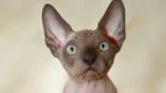 Ukrainian Levkoy Cat photo