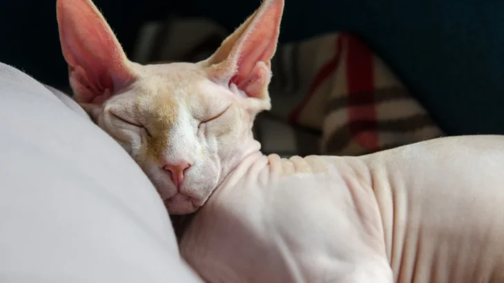 Ukrainian Levkoy Cat photo