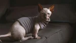 Ukrainian Levkoy Cat photo