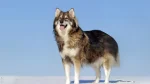 Utonagan Dog photo