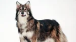 Utonagan Dog photo