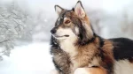 Utonagan Dog photo