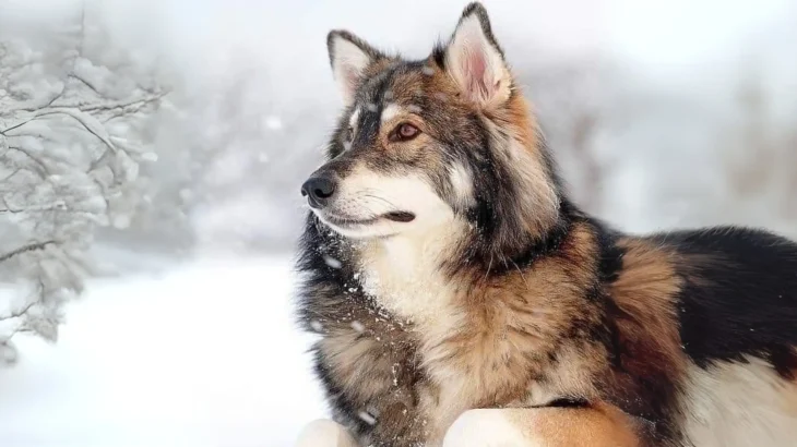 Utonagan Dog photo