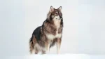 Utonagan Dog photo