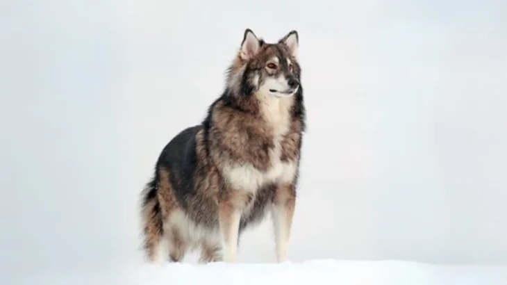 Utonagan Dog photo