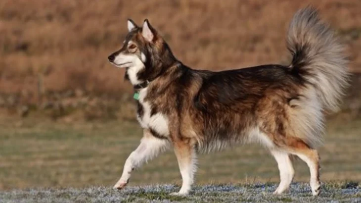 Utonagan Dog photo