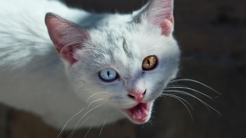 Van Kedi Cat photo