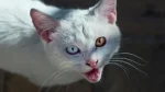 Van Kedi Cat photo