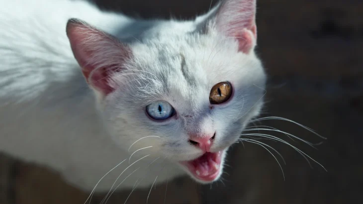 Van Kedi Cat photo