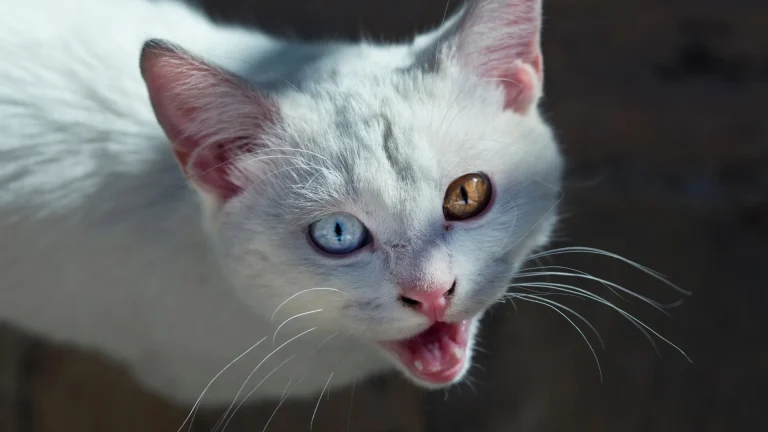 Van Kedi Cat photo