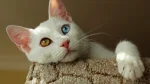 Van Kedi Cat photo