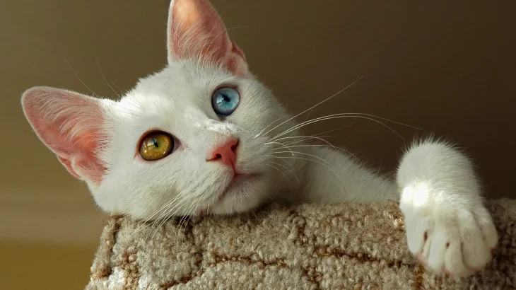 Van Kedi Cat photo