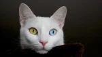 Van Kedi Cat photo
