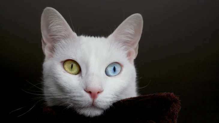 Van Kedi Cat photo