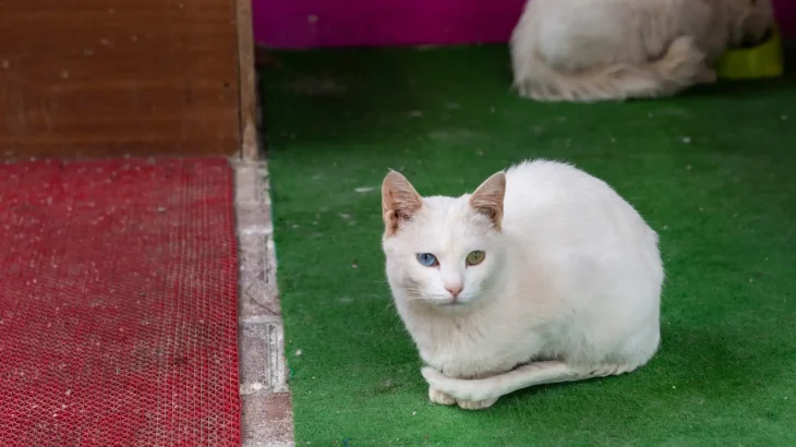 Van Kedi Cat photo