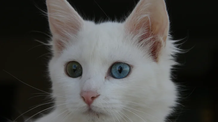 Van Kedi Cat photo