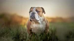 Victorian Bulldog Dog photo