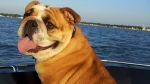 Victorian Bulldog Dog photo