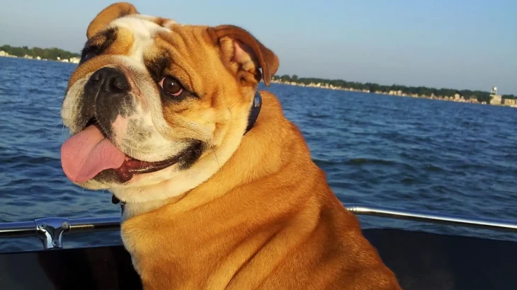 Victorian Bulldog Dog photo