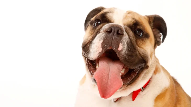 Victorian Bulldog Dog photo