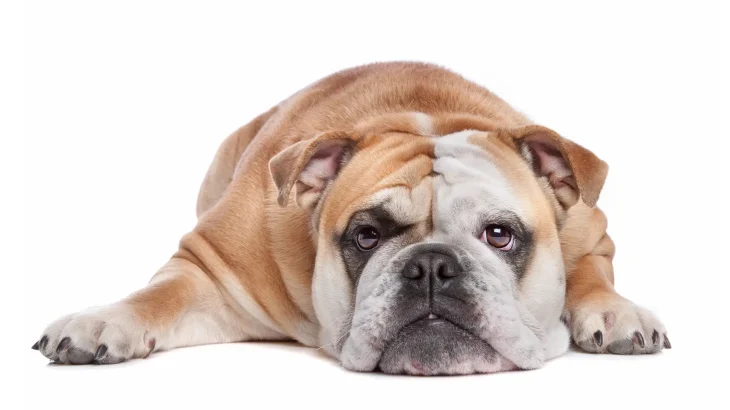 Victorian Bulldog Dog photo