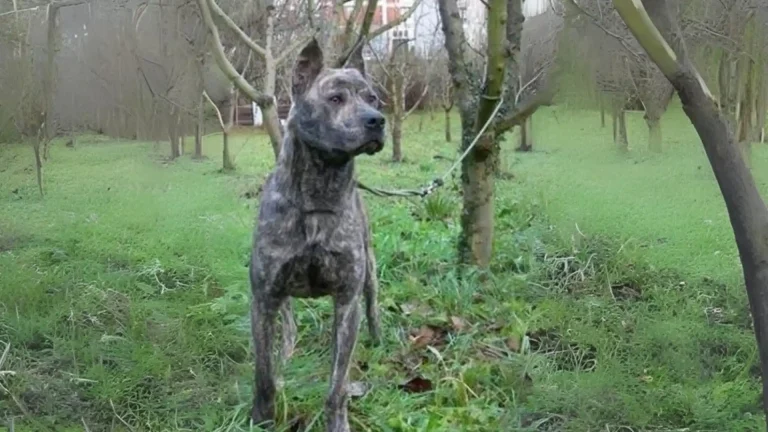 Villano de Las Encartaciones Dog photo