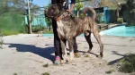 Villano de Las Encartaciones Dog photo