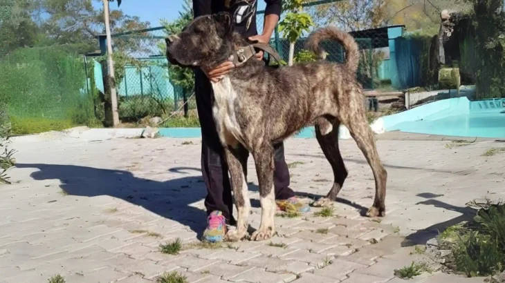 Villano de Las Encartaciones Dog photo