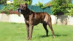 Villano de Las Encartaciones Dog photo