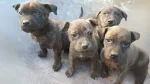 Villano de Las Encartaciones Dog photo