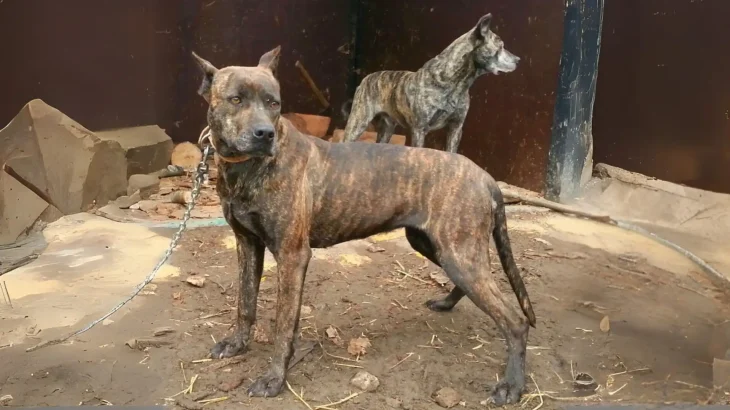 Villano de Las Encartaciones Dog photo