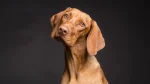 Vizsla Dog photo