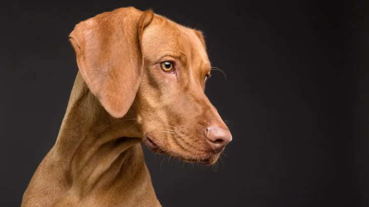 Vizsla Dog photo