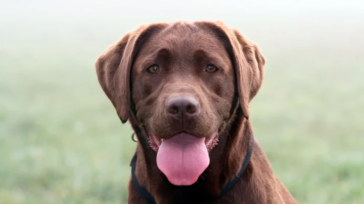 Vizsla Dog photo