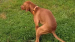 Vizsla Dog photo
