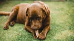 Vizsla Dog photo