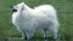 Volpino Italiano Dog photo