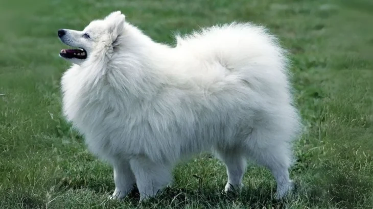 Volpino Italiano Dog photo