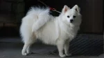 Volpino Italiano Dog photo