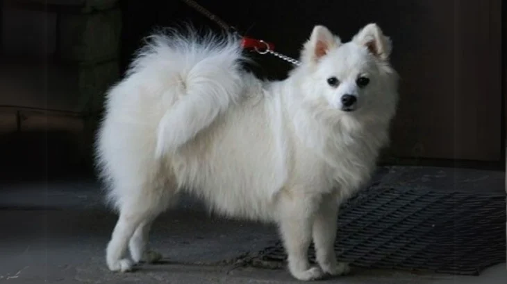 Volpino Italiano Dog photo