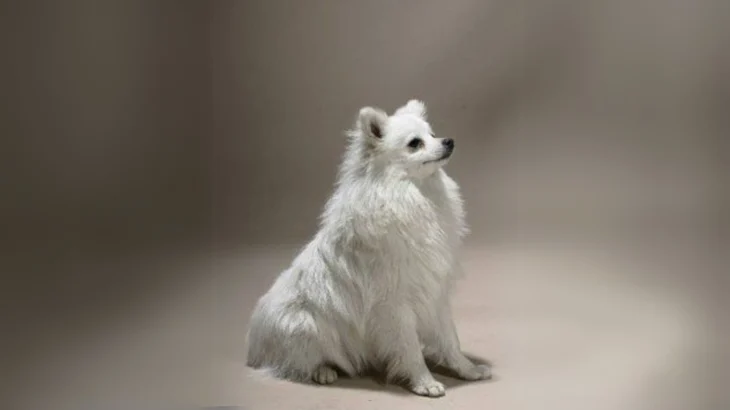 Volpino Italiano Dog photo