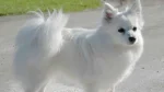 Volpino Italiano Dog photo