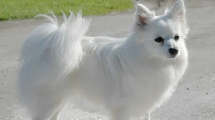 Volpino Italiano Dog photo