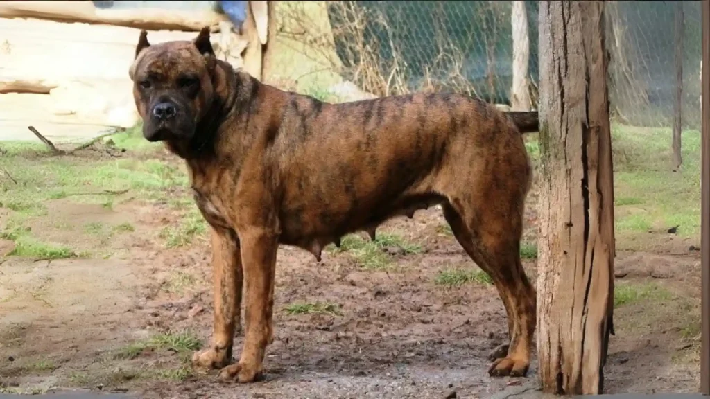 Vucciriscu Dog photo